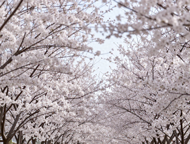 山东菏泽千亩樱花炸裂盛开！游客直呼：这才是真正的国色天香
