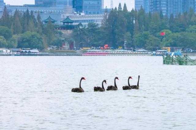 你的十二时辰，玄武湖承包了多少？