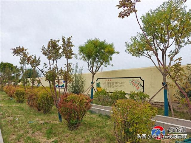 格尔木街头巷尾藏生机，高原绿意绘就生态新景