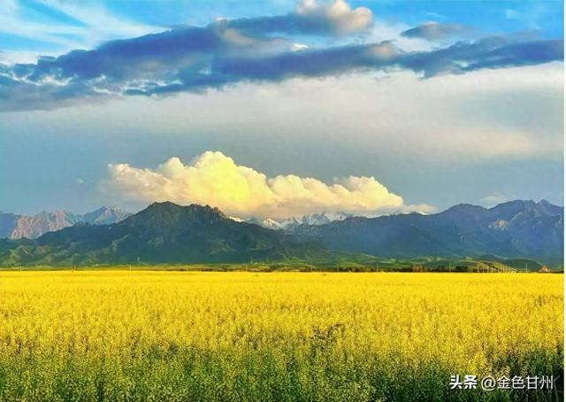 朱宗元｜祁连山下的金色花园