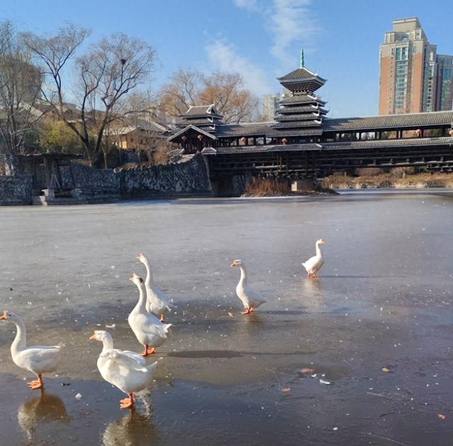 冬日湖韵：古今相映间的生灵之舞