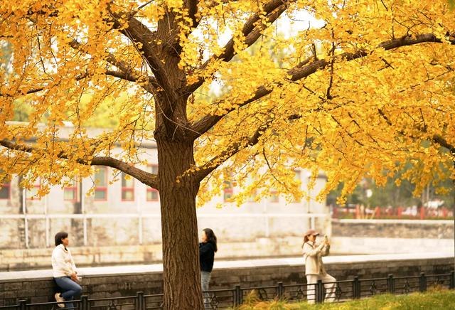 故宫筒子河畔，秋色醉人