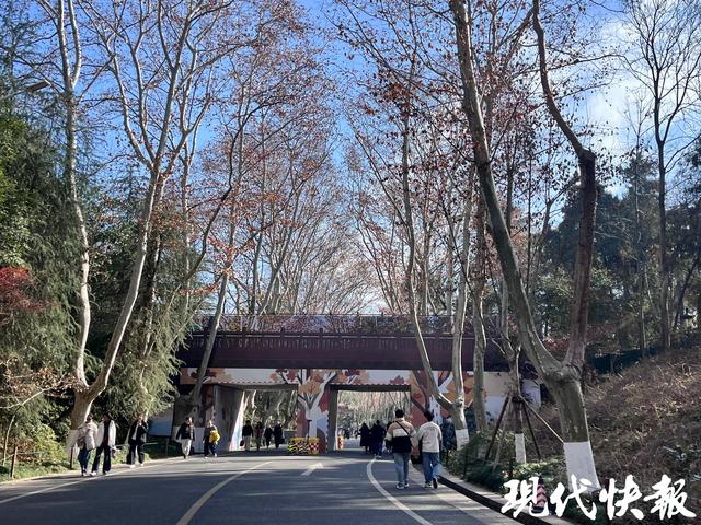 南京钟山梧桐大道网红天桥启动维修，换上限定2D皮肤