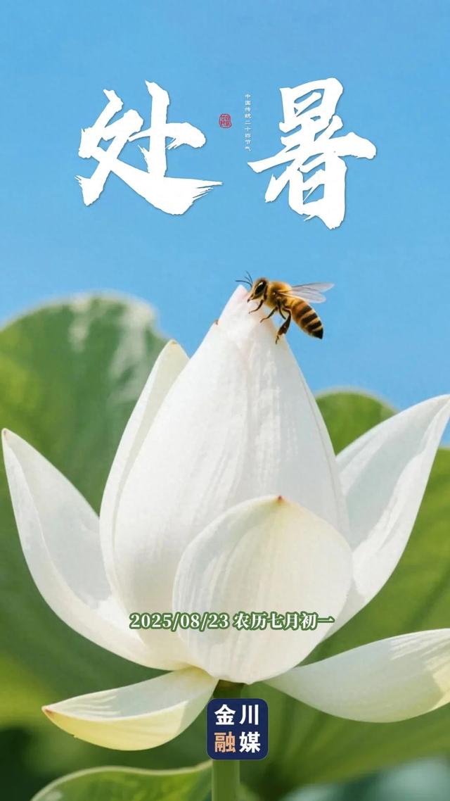 原创海报 | 处暑至 秋意浓！金川融媒邀您共赏初秋之美