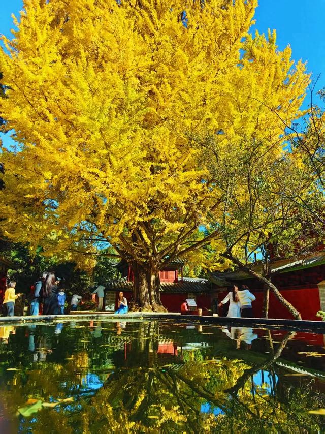 丽江480岁古银杏黄了！白沙古镇里藏着一个金色的浪漫