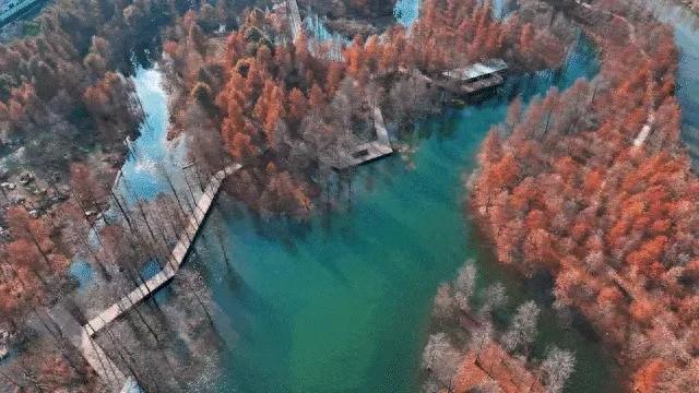 上海有个超美的新公园，未开先火！有人偷偷爬进去、溜进去、翻进去……太危险！