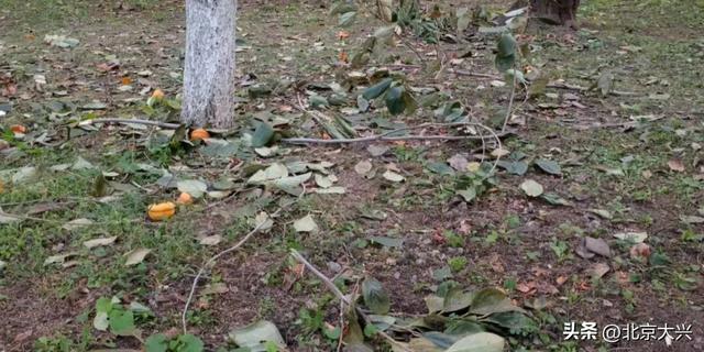 去趟天坛，捡了十几斤核桃……“暴力式”捡秋，“进货式”捡秋……煞风景！