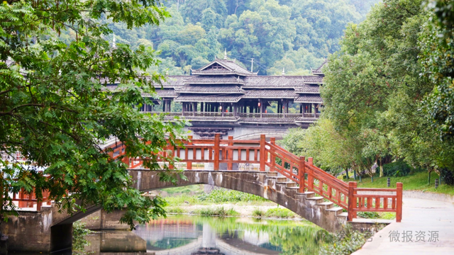 国庆假期桂北这个县的桂花树应时盛放 金粟满枝香溢全城