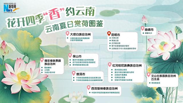 云南夏日赏荷图鉴