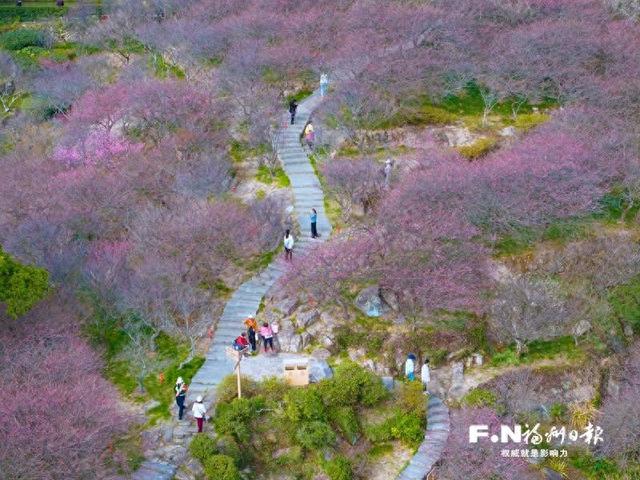 寒冬腊月 山中“梅”景等你来