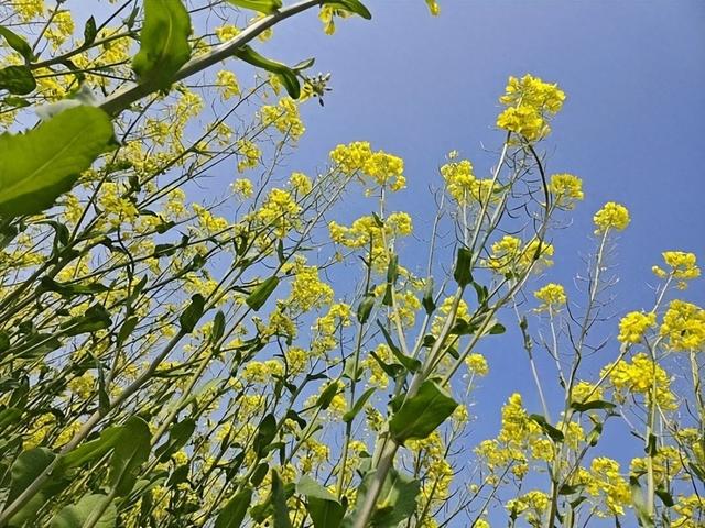 黄企生 随笔：金浪涌崇明，三月菜花黄——崇明岛游记之七十六