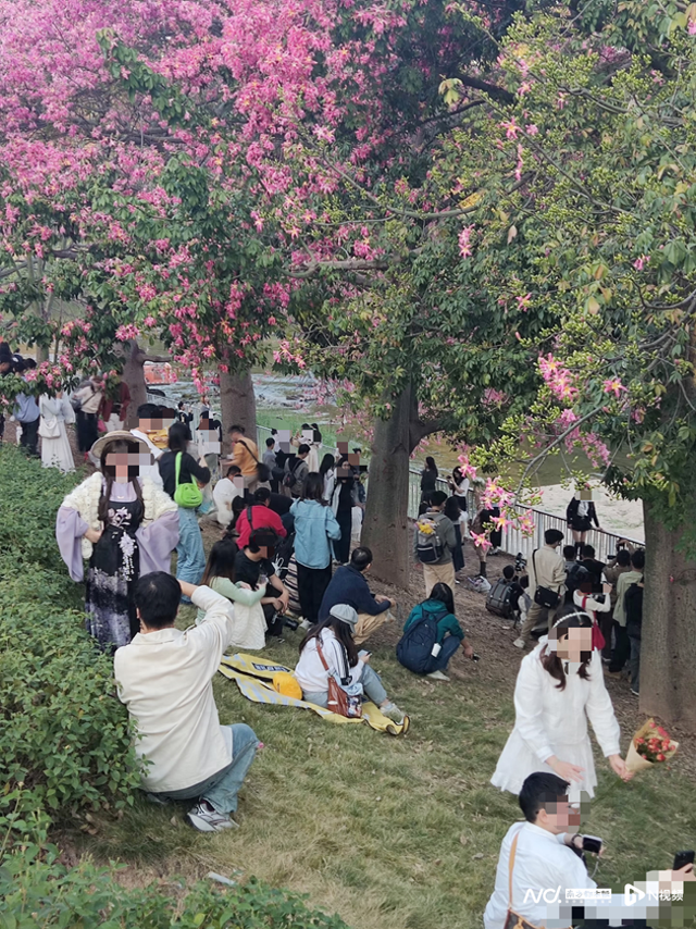 转角遇花海，深圳一地被“挤爆”！网友：怎么拍？求赐教