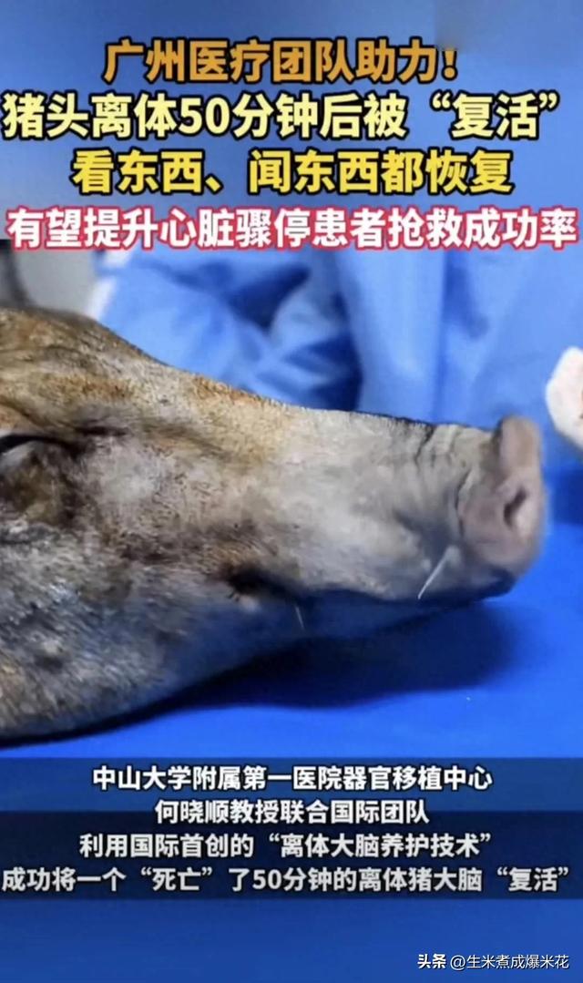 震撼突破！中国科学家让“死亡”猪脑重生：50分钟缺血后复活