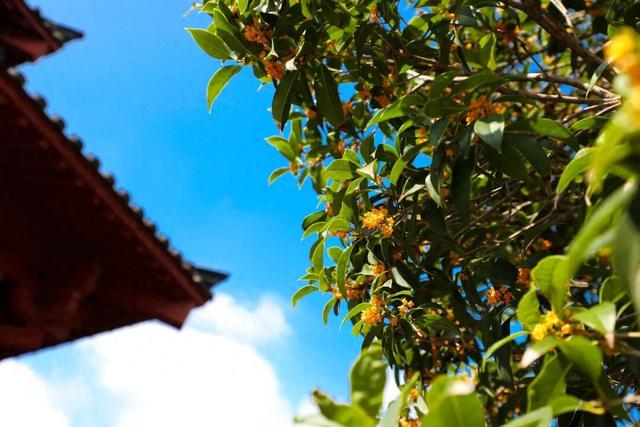 桂花飘香 商丘火神台景区开启秋日浪漫