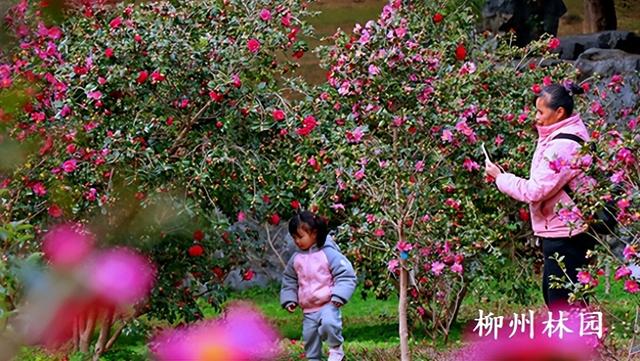 柳州市雀儿山公园茶梅盛放