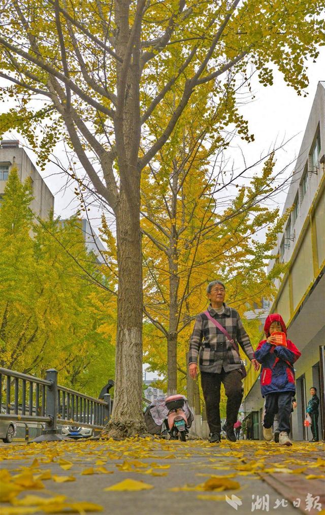 荆州古城银杏染金 城管“缓扫”留秋韵