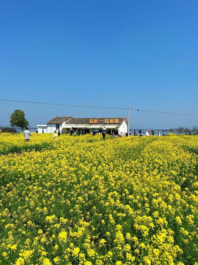 南昌人别跑远!家门口的春日花海已盛放,这份本地赏花攻略请收好
