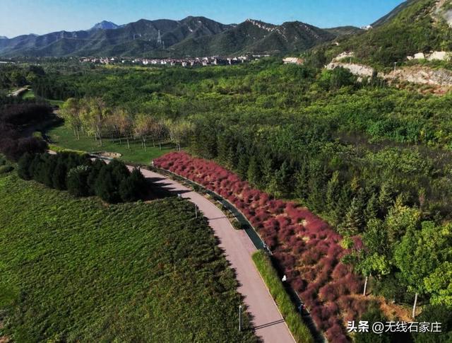 石家庄多地现“梦幻粉色花海”，快来打卡！