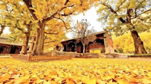 灵岩寺多重“暖客”政策上新 千年古刹邀您杏会