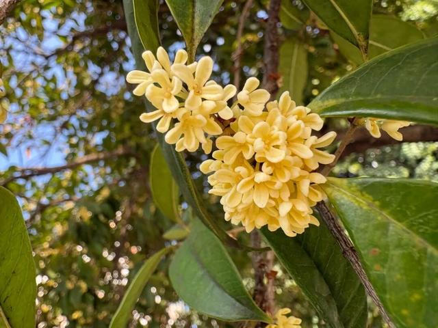 让整个柳江都“上头”的初冬味道，源头在这里