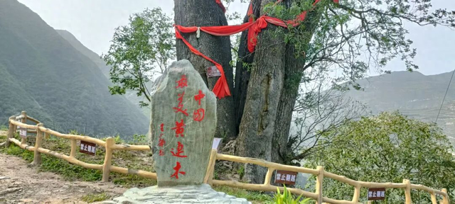 武都五库：邂逅千年古树，聆听时光情语
