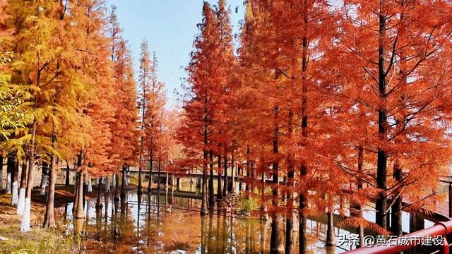 黄石新顶流打卡地！红杉林层林尽染 现实版“童话森林”