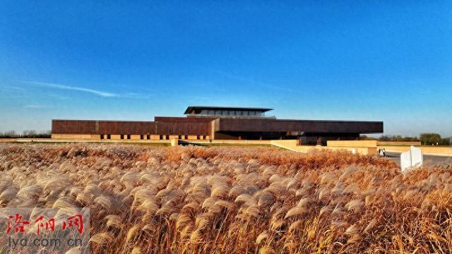 二里头夏都遗址博物馆周边芒草摇曳 冬日景色美如画