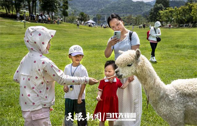 这里的羊驼超可爱！黔西羊驼小镇7月接待游客3.2万人次，8月客流持续增长