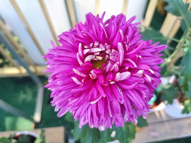 人从众菊花展VS男厕被沦陷