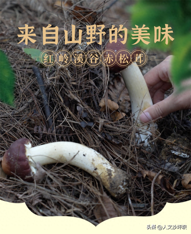 周末，来沙坪坝采“野味”呀~（附宝藏民宿/营地清单）