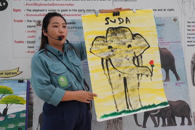 兰纳水灯节疗愈之旅，泰国清道大象训练中心｜和大象做朋友的一天