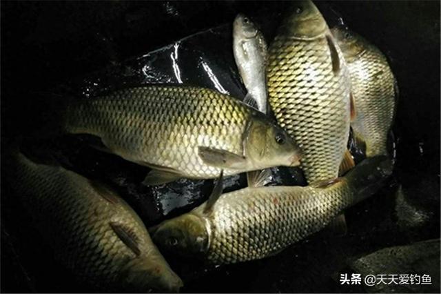夜钓鲤鱼技巧（鲤鱼怕高温）