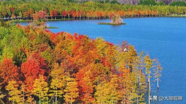 美成油画！合肥这片红衫林，藏不住了！