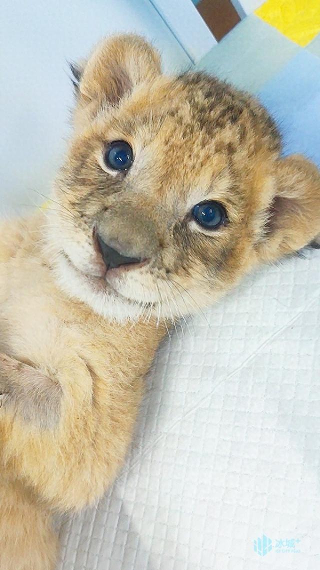 顶流“小毛”全球免费授权！哈尔滨极地公园开放文旅IP创作权限