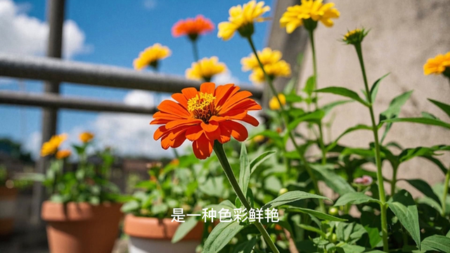 百日草种子采收时间（百日草种植方法与养护）