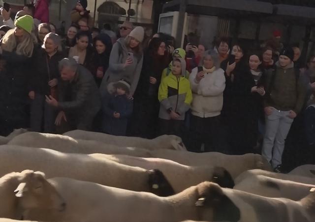 中世纪传统活到现在，为羊群让道，纽伦堡年度奇观引热议