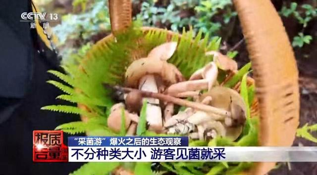 莫让“采菌游”无序生长