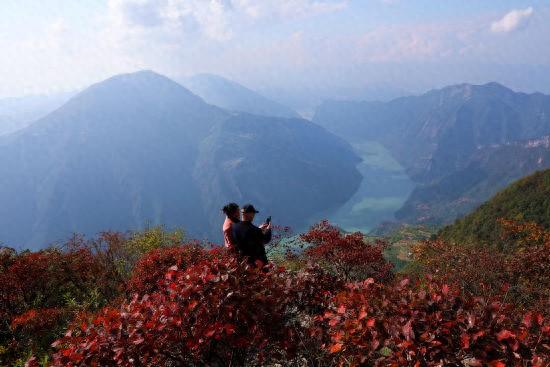 又见巫山红叶红
