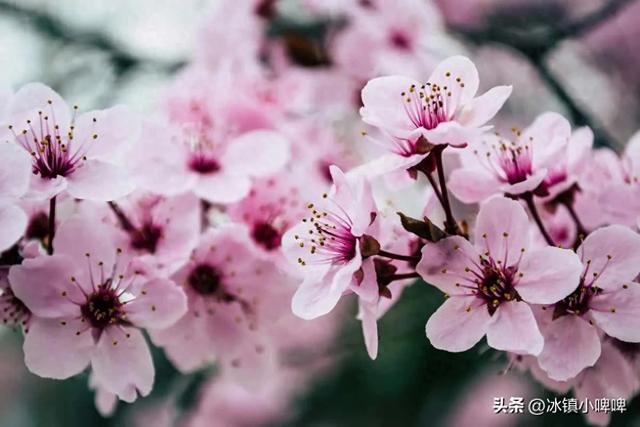 一个女人克不克夫，一眼识破：克夫的女人有这五个特征