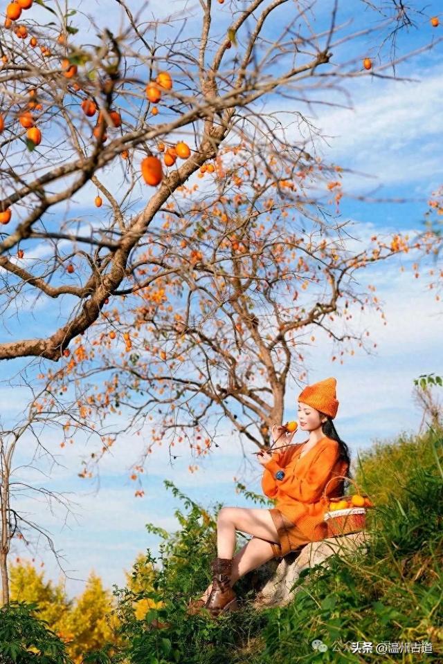 温州秋日顶流: 东炉柿子红拍摄攻略附机位