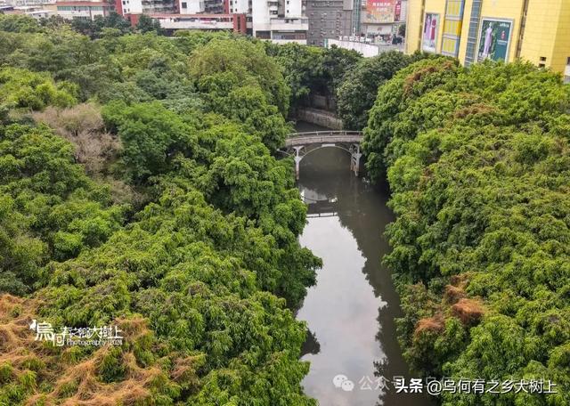 它是南宁第一座铁桥，仅花费8000元建成，如今已成危桥被废弃