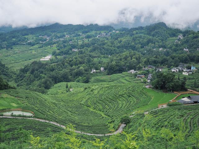 文学｜绿自山中来