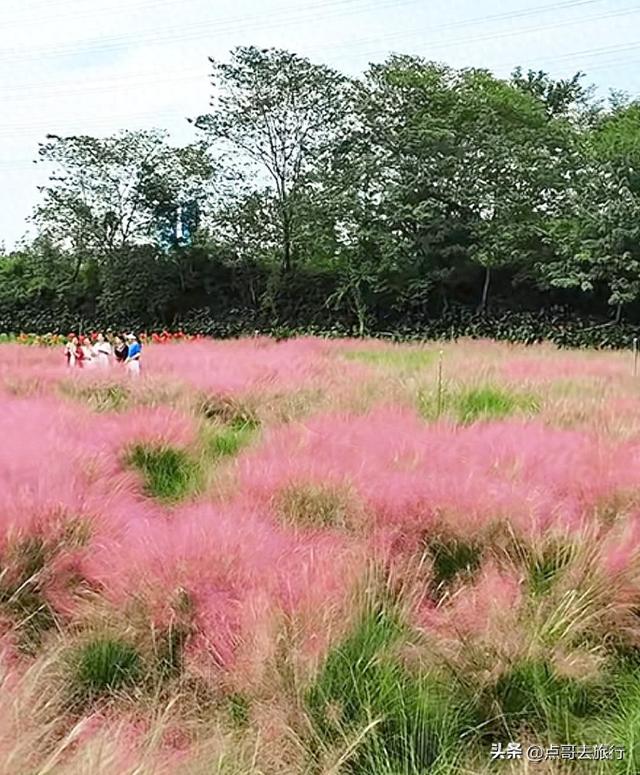 免费！成都最大面积粉黛草花海，粉色浪漫让人惊叹，地铁公交直达