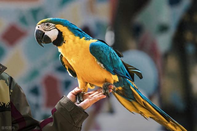 科学家发现鹦鹉可以以一种出人意料的、类似人类的方式结交新朋友