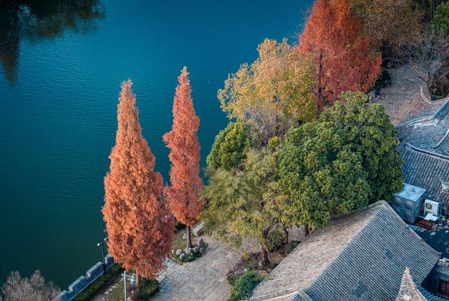 古城杉树运河魂