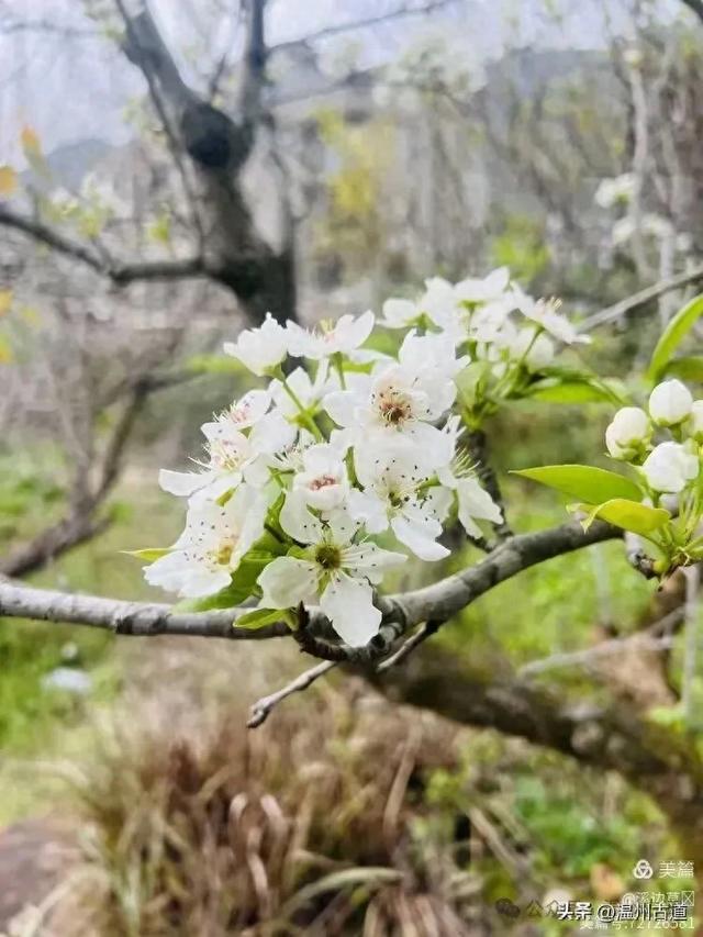 秋高气爽，楠溪江这条经典户外徒步路线等你走起！