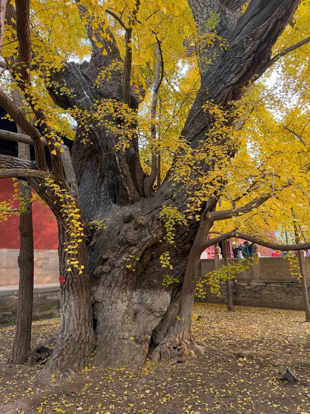 甘撒金缕苒秋寰