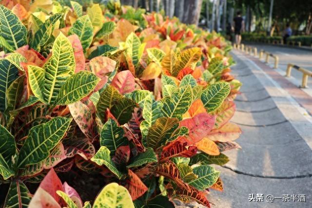 厦门自驾游必看！免费露营地，热门景点及特色美食全在这里了