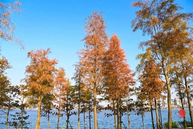 速报!湛江这些地方的杉树进入观赏期,错过等一年!