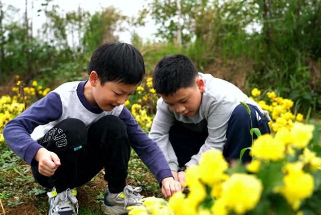 首个春秋假 青居镇百亩菊海引亲子打卡